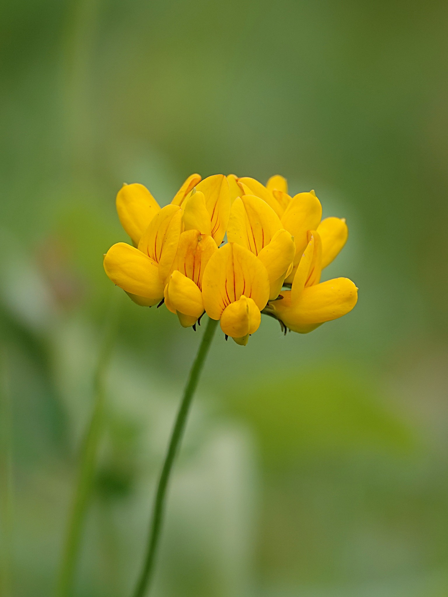 Inheemse plantenkwekers in Nederland